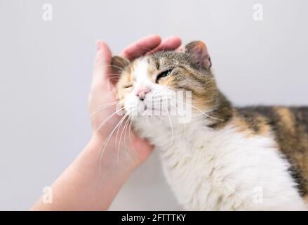 Eine Person, die eine Calico tabby-Kurzhaarkatze mit „Blumenkohlohr“ streicheln lässt, einer Fehlstellung, die durch eine Verletzung oder ein Ohrhämatom verursacht wird Stockfoto