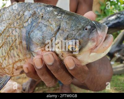 Großer indischer Flusskatla-Fisch in der Hand des Fischers Stockfoto