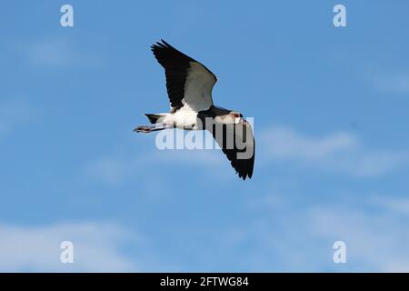 Südlicher Kiebitz fliegender Vogel Stockfoto