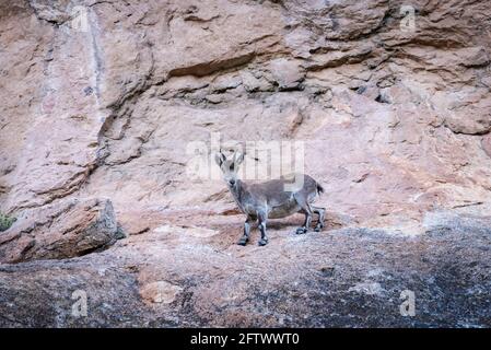 Bergziege (Capra pyrenaica), junges Männchen, auf einigen Klippen. Stockfoto