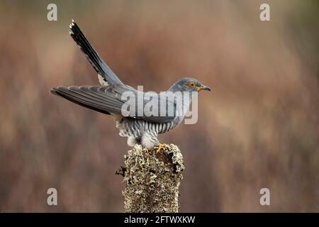 Kuckuck, der im Frühjahr auf einem mit Flechten bedeckten Pfosten in der Nähe auf Moorland in Schottland thront Stockfoto