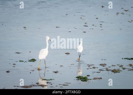 Reiher, die am Ufer spazieren Stockfoto