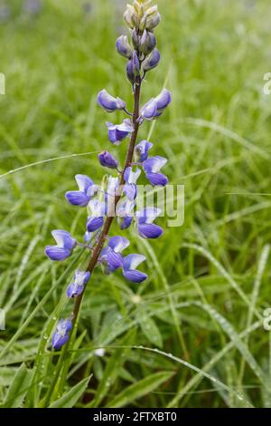 Wildviolette Lupinen-Blüten wachsen auf einer Waldwiese Stockfoto