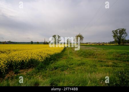 Gelbes Rapsfeld in Blüte auf einer landwirtschaftlichen Landschaft unter Ein wolkender Himmel Stockfoto