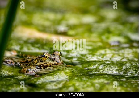 Ein Schwimmfrosch im Wasser in natürlichem Lebensraum. Pelophylax lessonae. Europäischer Frosch. Schönheit in der Natur. Stockfoto