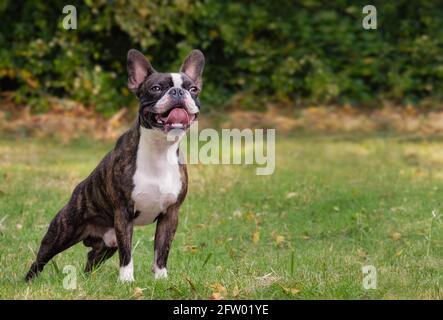 Schöne reinrassige Boston Terrier posiert im Garten Copyspace Stockfoto