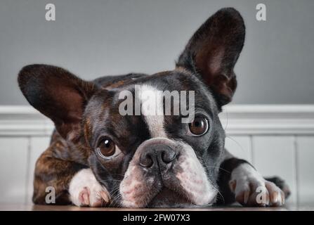 Closeup Portrait von schöne Boston Terrier reine Rasse blankspace, Copyspace Stockfoto