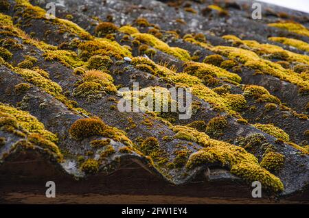 Nahaufnahme eines mit Moos bedeckten Daches Stockfoto