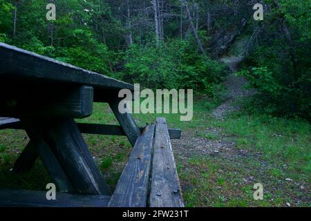 Einsame Bank im Wald Stockfoto