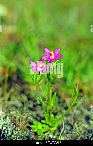 Kleiner Zentaury (Centauriuym pulchellum) Foto: Bengt Ekman / TT / Code 2706 Stockfoto