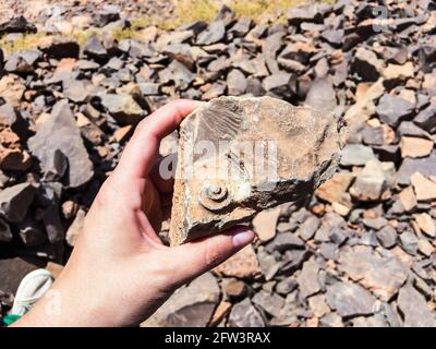 Ammoidea Fossil gefunden in Stück Stein in der Hand als Vergleich Stockfoto