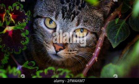 Kleine niedliche Hauskatze versteckt im Garten, umgeben von bunten Pflanzen und mit Blick auf die Kamera. An einem warmen Sommermorgen im Freien. Stockfoto