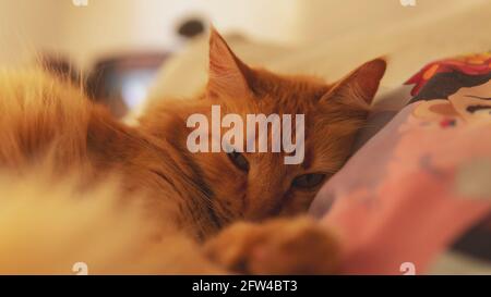 Nahsicht auf eine kleine süße orange schlafende Katze lyng unten auf einem bequemen Bett. Aufgenommen in Innenräumen unter sanfter natürlicher Beleuchtung Stockfoto