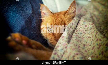 Nahansicht einer niedlichen, schlafenden Katze, die auf einem Bett unter einer geblümten Decke liegt. Aufgenommen in Innenräumen mit sanfter natürlicher Beleuchtung Stockfoto