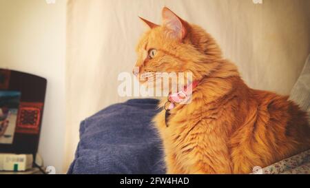 Nahansicht einer niedlichen kleinen Ingwer-Katze, die auf einem Bett sitzt und zum Fenster blickt. Aufgenommen in Innenräumen mit sanfter natürlicher Beleuchtung. Stockfoto