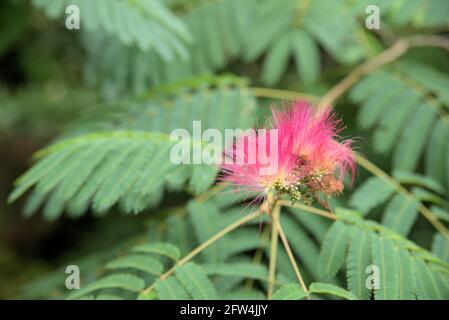 Blüten von Albizia (Albisia) julibrissin, Paraserianthes lophantha, Bild mit geringer Schärfentiefe Stockfoto