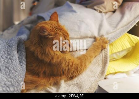 Blick auf eine kleine süße orangefarbene Katze, die in der Nacht unter einer Decke im Bett schläft. Aufgenommen in der Nacht mit einem weichen weißen Licht Stockfoto