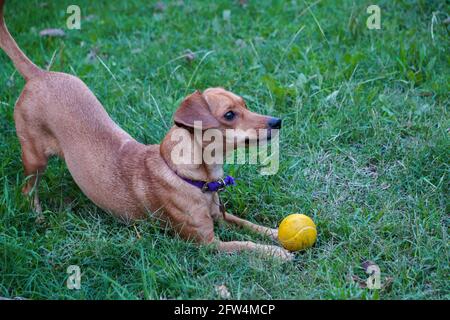 Kleiner niedlicher Hund, der in einem grünen Grasgarten mit einer gelben Kugel spielt. An einem Sommernachmittag im Freien aufgenommen Stockfoto