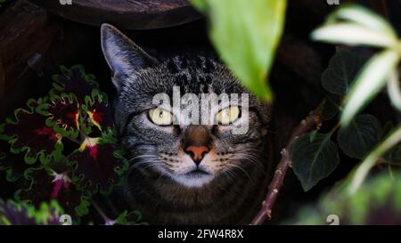 Kleine niedliche Hauskatze versteckt im Garten, umgeben von bunten Pflanzen und mit Blick auf die Kamera. An einem warmen Sommermorgen im Freien. Stockfoto