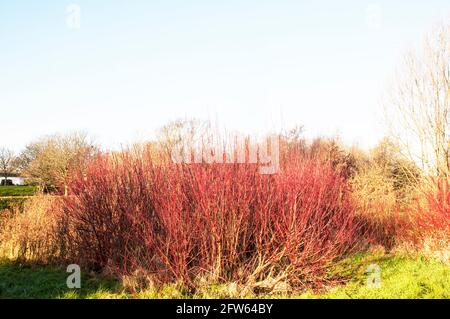 Cornus alba pumila Hartriegel hat leuchtend rote Zweige im Winter. Fügt Farbe im Winter, wenn die Blätter alle Heruntergefallen Stockfoto