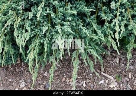 Juniperus Blue Carpet Schuppiger Wacholder Stockfoto