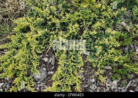 Schleichende Juniper Juniperus Mutter Lode Stockfoto