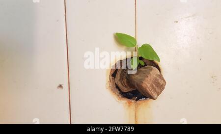 Junge Pflanzen versuchen, aus den Rissen der alternden Fliesenwand zu wachsen. Stockfoto