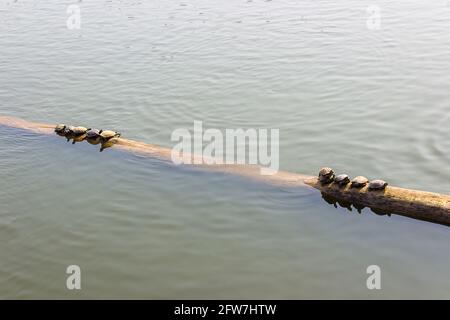 Die Schildkröten auf den Baumstämmen im Wasser. Stockfoto