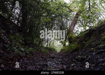 Blick auf einen versunkenen Pfad durch den Wald. An einem nassen, launischen Sommertag. Malvern Hills, Großbritannien Stockfoto