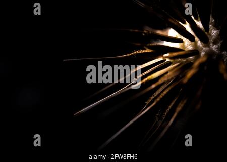 Abstrakt Makroaufnahme von Samen auf dem Dandelion Seed Head isoliert Auf schwarzem Hintergrund Stockfoto