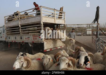Sonntag Tiermarkt in der Nähe von Kashgar, Xinkiang, Volksrepublik China, 2019 Stockfoto