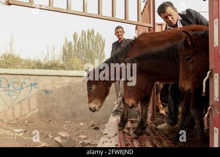 Sonntag Tiermarkt in der Nähe von Kashgar, Xinkiang, Volksrepublik China, 2019 Stockfoto