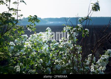 Ein großer blühender Busch eines Apfelbaums ist bedeckt Mit dünnen Spinnweben vor dem Hintergrund eines gepflügten Feldes Im Frühling Stockfoto