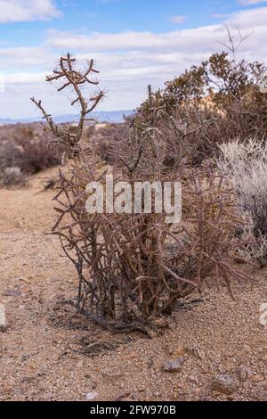 Joshua Tree National Park, CA, USA - 30. Dezember 2012: Nahaufnahme eines braunen Cholla-Kaktus mit riesigen Needen, die in Wüstensand mit anderen getrockneten Ve gesetzt sind Stockfoto