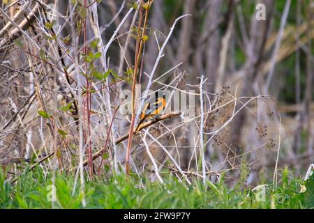 Der unverkennbar atemberaubende männliche Baltimore Oriole. Stockfoto
