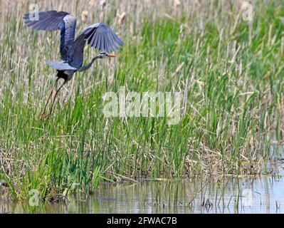 Großer Blaureiher, der über den Sumpf fliegt, Quebec, Kanada Stockfoto