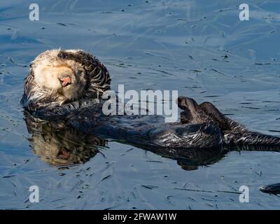 California Sea Otter, Enhyda lutris, in Morro Bay, Kalifornien, USA Stockfoto