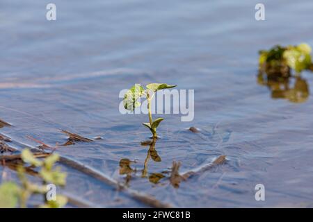 Sojabohnenpflanzen in überschwemmten Feldern. Konzept der Feldflutung, Ernteschäden und Ernteversicherung. Stockfoto