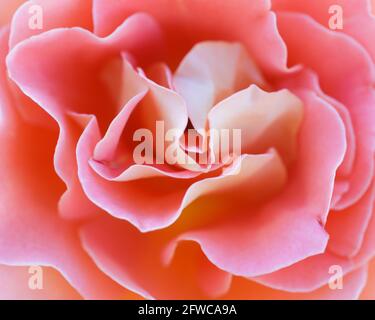 „Brass Band“ Aprikosen- oder Aprikosenmischung Floribunda Rose in Blüte. San Jose Municipal Rose Garden, San Jose, Kalifornien, USA. Stockfoto