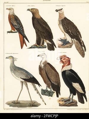 Greifvögel. Raubvoegel. 1 Roter Drachen, Milvus milvus, Gabelweih, 2 Steinadler, Aquila chrysaetos, Adler, 3 Bartgeier, Gypaetus barbatus, Bartgeyer, 4 gefährdeter Sekretariatssieger, Schütze serpentarius, Schlangenadler, 5 Andenkondor, Vulture gryphus, Geyer und 6 vom Aussterben bedrohte kalifornische Kondor, Gymnogrips californianus, Cuntur. Handkolorierte Lithographie von C. Susemihl aus Lorenz Okens Universal Natural History, Allgemeine Naturgeschichte fur alle Stande, Stuttgart, 1841. Stockfoto