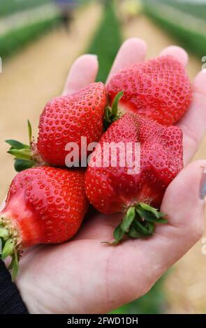 Bruchsal, Deutschland. Mai 2021. Frisch geerntete Erdbeeren sind auf der Erdbeer- und Spargelfarm Böser in der badischen Gemeinde Forst zu sehen. Quelle: Uli Deck/dpa/Alamy Live News Stockfoto