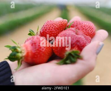Bruchsal, Deutschland. Mai 2021. Frisch geerntete Erdbeeren sind auf der Erdbeer- und Spargelfarm Böser in der badischen Gemeinde Forst zu sehen. Quelle: Uli Deck/dpa/Alamy Live News Stockfoto
