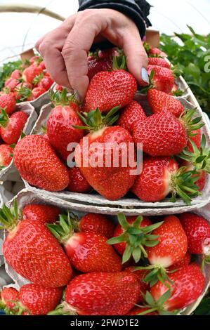 Bruchsal, Deutschland. Mai 2021. Frisch geerntete Erdbeeren sind auf der Erdbeer- und Spargelfarm Böser in der badischen Gemeinde Forst zu sehen. Quelle: Uli Deck/dpa/Alamy Live News Stockfoto