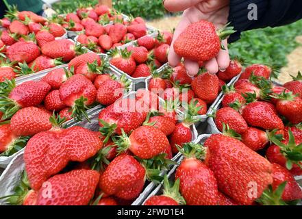 Bruchsal, Deutschland. Mai 2021. Frisch geerntete Erdbeeren sind auf der Erdbeer- und Spargelfarm Böser in der badischen Gemeinde Forst zu sehen. Quelle: Uli Deck/dpa/Alamy Live News Stockfoto