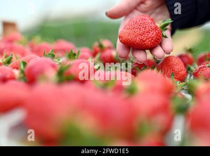 Bruchsal, Deutschland. Mai 2021. Frisch geerntete Erdbeeren sind auf der Erdbeer- und Spargelfarm Böser in der badischen Gemeinde Forst zu sehen. Quelle: Uli Deck/dpa/Alamy Live News Stockfoto