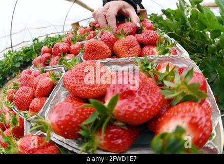 Bruchsal, Deutschland. Mai 2021. Frisch geerntete Erdbeeren sind auf der Erdbeer- und Spargelfarm Böser in der badischen Gemeinde Forst zu sehen. Quelle: Uli Deck/dpa/Alamy Live News Stockfoto