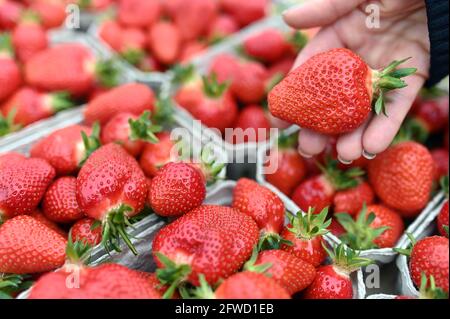 Bruchsal, Deutschland. Mai 2021. Frisch geerntete Erdbeeren sind auf der Erdbeer- und Spargelfarm Böser in der badischen Gemeinde Forst zu sehen. Quelle: Uli Deck/dpa/Alamy Live News Stockfoto