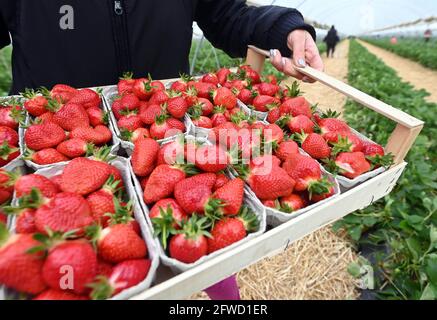 Bruchsal, Deutschland. Mai 2021. Frisch geerntete Erdbeeren sind auf der Erdbeer- und Spargelfarm Böser in der badischen Gemeinde Forst zu sehen. Quelle: Uli Deck/dpa/Alamy Live News Stockfoto