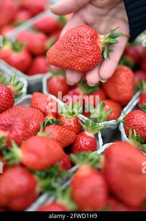 Bruchsal, Deutschland. Mai 2021. Frisch geerntete Erdbeeren sind auf der Erdbeer- und Spargelfarm Böser in der badischen Gemeinde Forst zu sehen. Quelle: Uli Deck/dpa/Alamy Live News Stockfoto