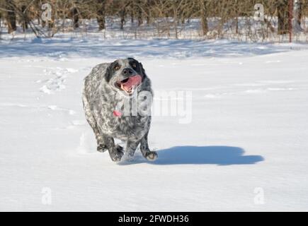 Schwarz-weiß getupft Texas Heeler läuft durch den Schnee mit Ein goofy Ausdruck auf ihrem Gesicht Stockfoto